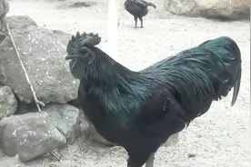 有种乌鸡不仅黑，而且黑的很彻底，就连内脏都是黑的视频封面