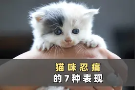 7大表现告诉你，猫咪身体痛的不行了！视频封面