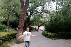 你知道吗？淇河边这些树干上为什么缠着一圈黄胶带？它有什么用呢视频封面
