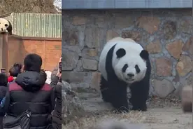 身轻如燕！北京动物园里的“萌兰”翻围墙被工作人员拦截视频封面