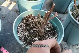 冬天栽种的月季，春天刚冒芽就死了，看看你是不是遇到这4种情况视频封面