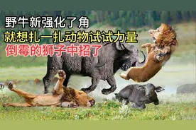 野牛新强化了角，就想扎一扎动物试试力量，倒霉的狮子中招了视频封面