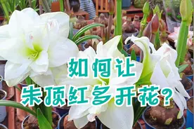 朱顶红盆栽叶子长得很茂盛，就是不开花？这几点帮你解忧