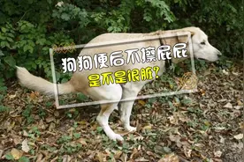 狗狗大便后不擦屁屁，很脏吗？ #科学养宠# #居家铲屎官#