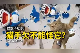 猫为什么爱推走桌上的东西？如何防止猫手欠？