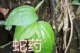 石壁上珍贵“见血清”，也是很好的“蛇药”，遇见别不认识哦视频封面
