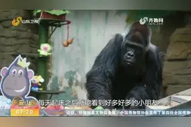 痛心！济南动物园最长寿的大猩猩“威利”去世，生命定格在44.5岁