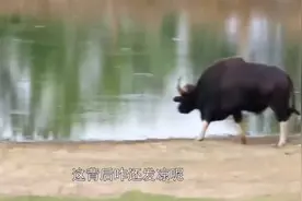 老虎正趴在河边喝水，突然背后发凉，转身一看撒腿就跑！视频封面