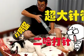 用巨型针管给狗狗打针，看到针管那一刻，二哈的反应笑得我肚疼视频封面