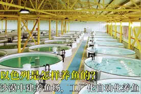 以色列是怎样养鱼的？沙漠中建养鱼场，工厂化自动化养鱼，真先进视频封面
