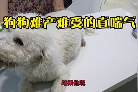 狗狗难产肚子大的像皮球，难受的直喘气，剖腹产大家猜猜有几只。视频封面