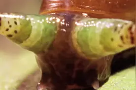 蜗牛被寄生，成为了没有意识的丧尸！大自然真是神奇啊！视频封面