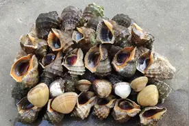 半夜赶海遇到好货，徒手抓到两条大偏口鱼，猫咪吃高兴了视频封面