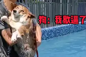 狗子：兄弟们，我歇逼了！视频封面