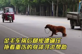 金毛被车碾压后腿血肉模糊，小伙借钱救助不放弃，获救后蜕变重生视频封面