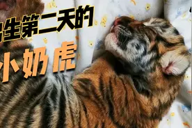 小奶虎刚出生第二天视频封面