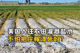 美国人用盐水灌溉农田，不怕把庄稼浇死吗？盐水浇地能起什么用？视频封面