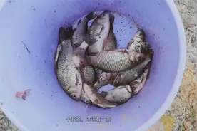 水深不足50厘米的小河，刚有口就来下网捕鱼的，这样做犯法吗？视频封面