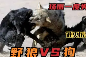 野狼和狗的差距有多大？实拍2条狗围殴孤狼，镜头记录厮杀画面视频封面