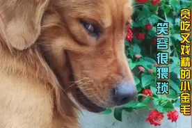 贪吃又戏精的小金毛，微微一笑很猥琐，但内心的善良让人为之动容
