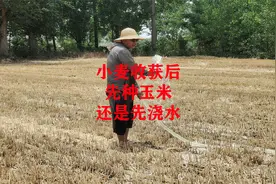 小麦收获后，究竟是先浇水，还是先播种玉米视频封面