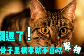 别逗了，你骨子里根本就不喜欢宠物视频封面