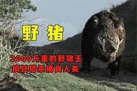 2000斤重的巨型野猪王，疯狂猎杀捕食人类视频封面