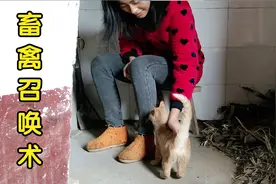 用四川方言召唤家里的小动物，鸡鸭鹅、猪牛羊、猫狗，你听过吗？