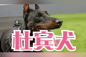 世界上杀伤力第一的杜宾犬，心有猛虎细嗅蔷薇，保护主人尽职尽责