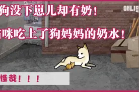 狗狗没下崽儿却有奶水，猫咪吃的不亦乐乎，咋回事，怪哉！视频封面