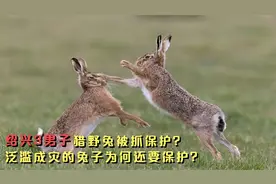 绍兴3男子猎野兔被抓，1年生30只幼崽的兔子，为何还要保护？视频封面