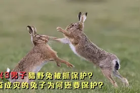 绍兴3男子猎野兔被抓，1年生30只幼崽的兔子，为何还要保护？视频封面