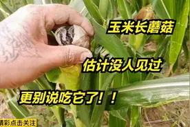 玉米上长的这个蘑菇，有知道叫什么的吧，能不能吃这个东西？