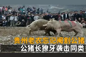 贵州老农忘记阉割公猪，公猪长出獠牙袭击同类，肚子都被咬漏了？