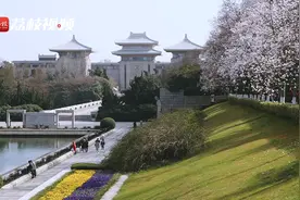 春风送暖！南京雨花台56棵宝华玉兰开花了视频封面