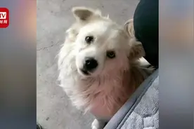 “我救它一命，它救我们五条命！”忠犬挠门救下火灾中五口人视频封面