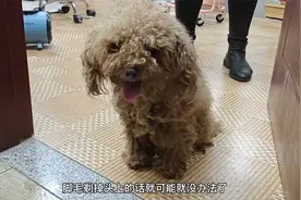 前段时间救的小泰迪，被人打怕了，到现在还是不让抱，怎么办？视频封面