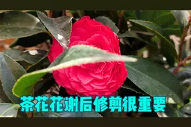 茶花开败修剪很重要，这里剪几刀，新芽壮，长势好