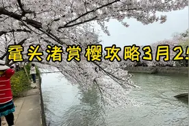 一条赏樱专线公交，能够让你既节省钱又能节省时间快速到达鼋头渚视频封面