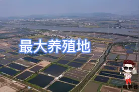 即将揭秘珠海斗门2000多亩最大养殖基地坐立于哪个区域视频封面