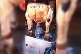 流浪猫把一根绳子吃到了肚里最后猫咪很安全被好心男子收养了视频封面