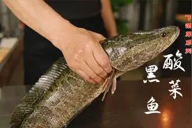 鲜活大黑鱼，宰杀处理腌制技巧，做成金汤酸菜鱼，下酒又下饭