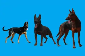 国产犬中的战斗机，它还是农民朋友看家护院的好手