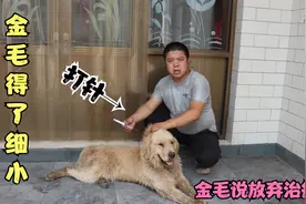 金毛得了细小病，小虎花二百块钱买了瓶药给它打针，这能管用吗？视频封面