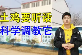 土鸡放养太难管？科学调教是诀窍，学会四招，让您的鸡乖乖听话
