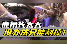 鹿角被割下来的过程中鹿会感觉到痛吗？饲养员无奈道出背后实情