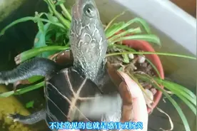 乌龟在晒台上不下水怎么办？不要直接扔水里，当心淹死生病的龟视频封面