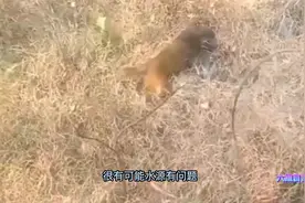 猴子捞月？7只猴子跳下蓄水池饮水反被溺水死亡，猴子会游泳么？