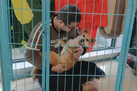 小狗狗非要主人公主抱，画面既搞笑又感人，看得人心一暖