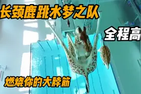 长颈鹿跳水？真是长见识了视频封面
